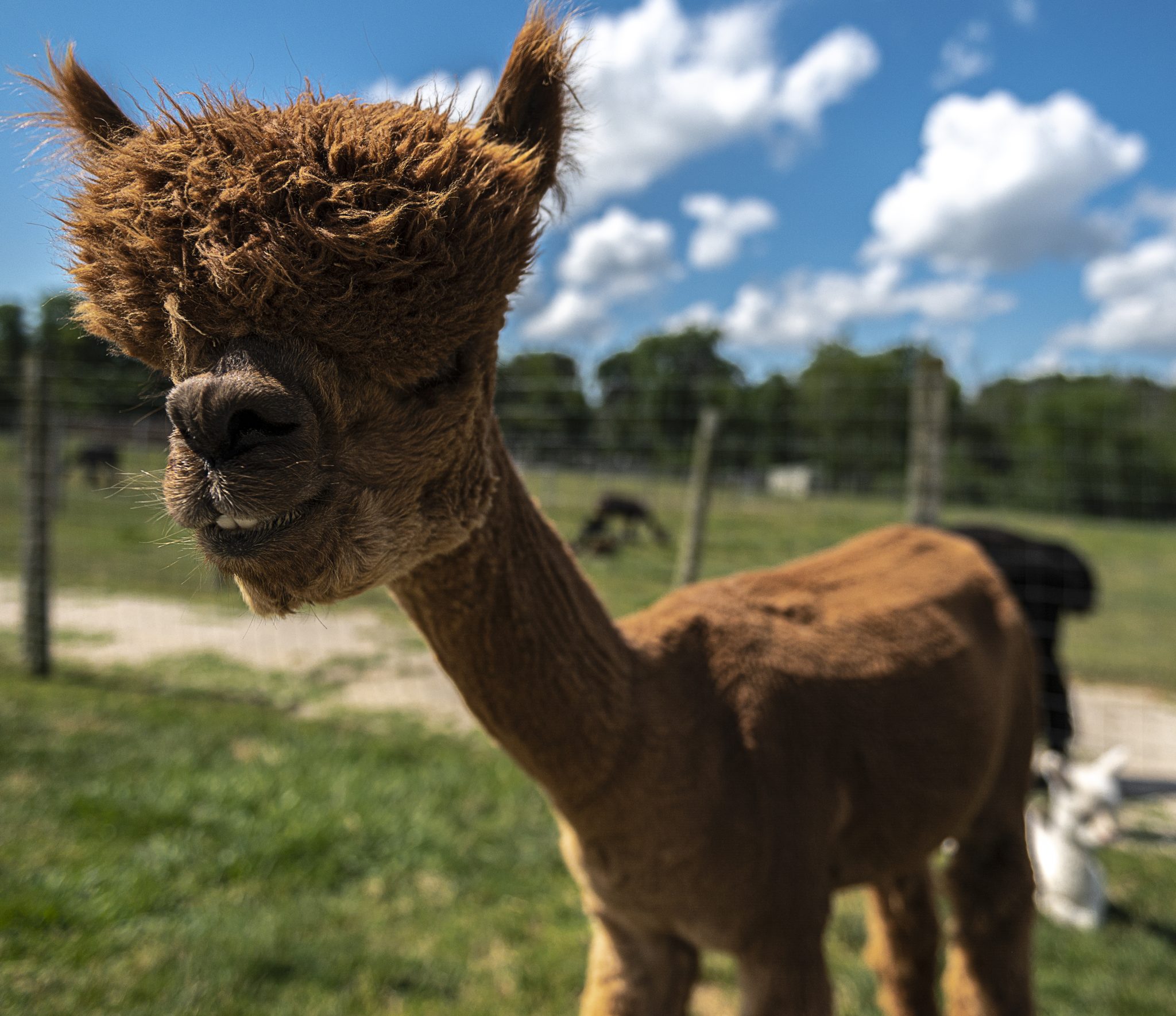 Alpaca Kingdom
